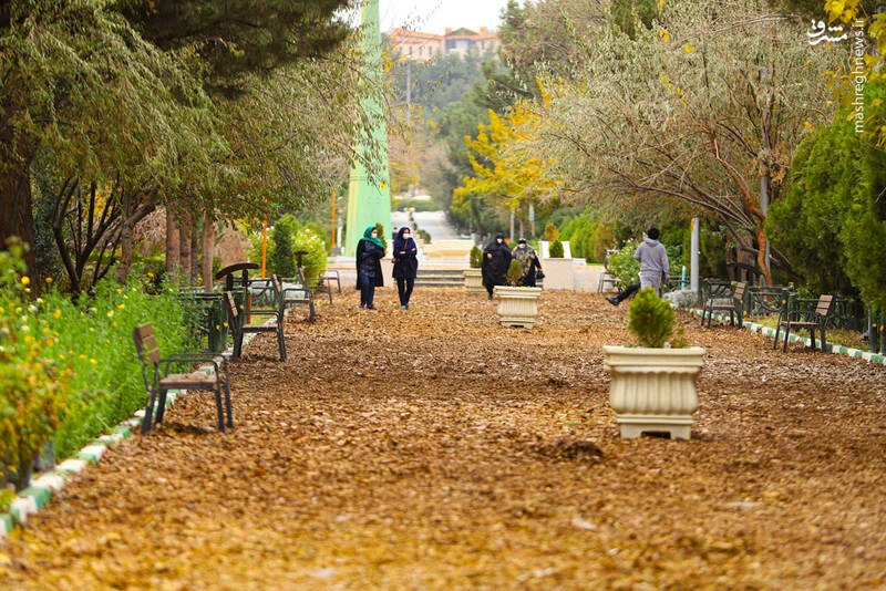 A tree-lined avenue at Alavi Park in autumn, its path and benches carpeted in golden fallen leaves as visitors stroll beneath the trees