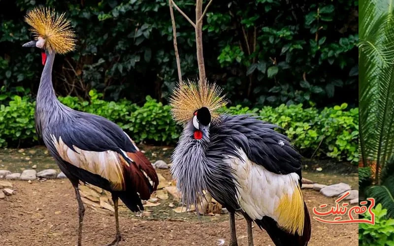 Two grey crowned cranes with golden feather crests standing amid lush greenery at the Qum Bird Park