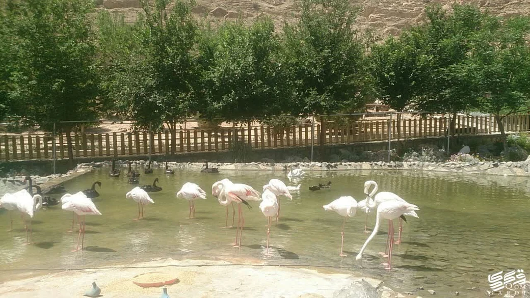 Pink flamingos and black swans wading in a shallow pond ringed by trees and desert hills at the Qum Bird Park