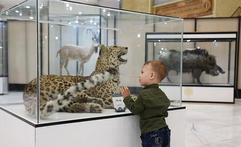 A young boy peering into a glass case of taxidermy animals — a snarling leopard, an ibex and a wild boar — in the Environmental collection of the Museum of Religion and the World
