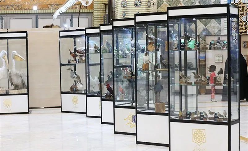 A row of tall glass display cabinets filled with taxidermy birds, including pelicans and waterfowl, in the Museum of Religion and the World